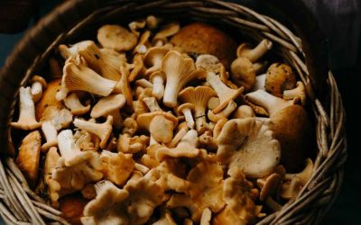 5 HONGOS COMESTIBLES QUE ALIVIAN EL ESTRÉS