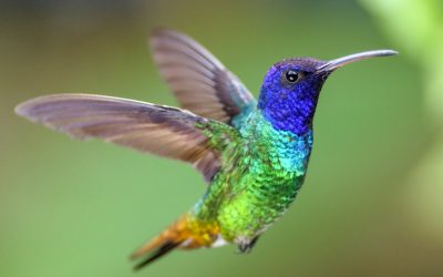 OBSERVAR LAS AVES, LA MEJOR TERAPIA CONTRA LA DEPRESIÓN, LA ANSIEDAD Y EL ESTRÉS