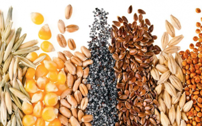 SEMILLAS NATIVAS = SEMILLAS SAGRADAS