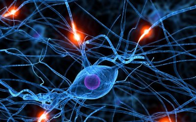 “LA CONEXIÓN INTESTINO-CEREBRO ES PODEROSA”